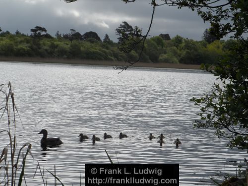 Duck Outing on Lough Gill